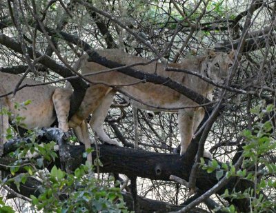 Lioness standing on tree branch
