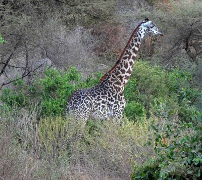 Maasai Giraffe