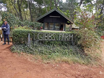 Arrival at Gibbs Farm for lunch