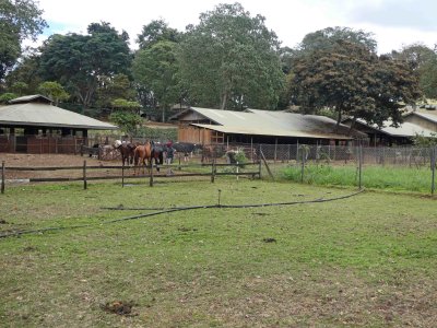 Stables at Gibbs Farm