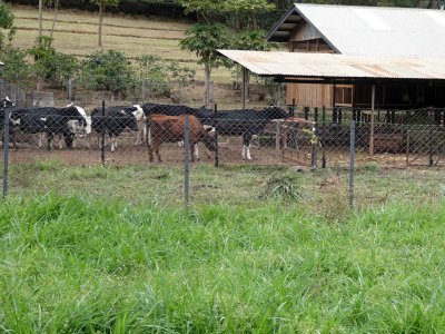 Cows at Gibbs Farm