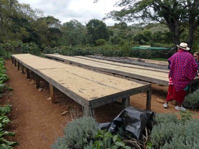 Gibbs Farm also grows and processes coffee
