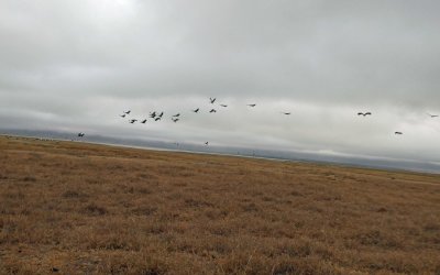 Grey Crowned Cranes flying in Ngorongoro Crater