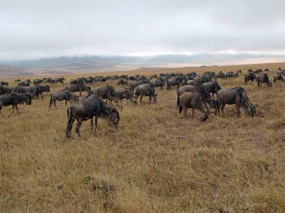 There are over 7,000 Wildebeests in Ngorongoro Crater