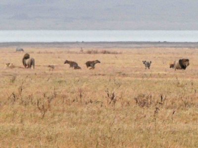 Lions & Hyenas in Ngorongoro Crater