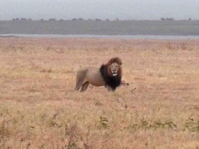 Black-mane Lion in Ngorongoro