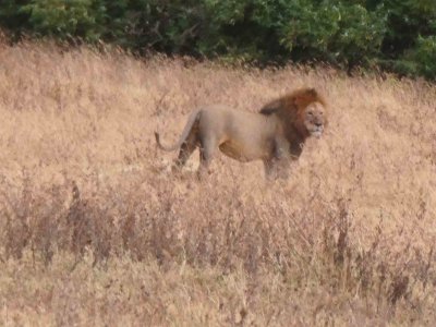 There are over 55 Lions in Ngorongoro