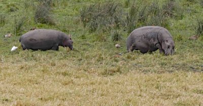 Hippos in Ngorongoro