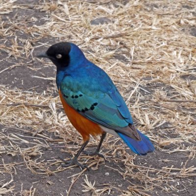 Superb Starling hanging around at lunch