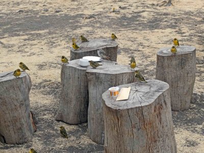 Speke's Weaver birds were pesky