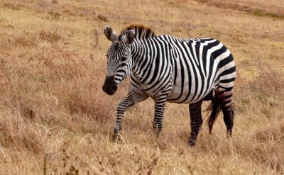 Zebra with blood on his back leg