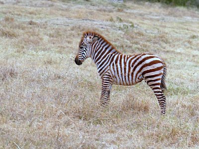 Baby zebras are just too cute