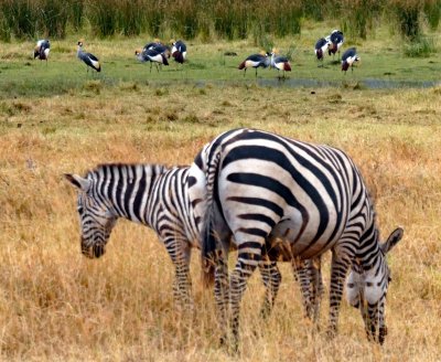 Zebras & Grey Crowned Cranes