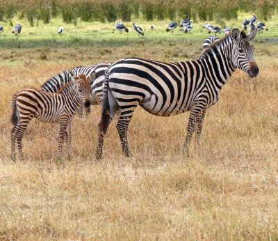 Baby zebras start out with bronwn, but get darker with age