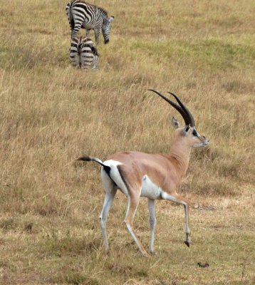 Grant's Gazelle are known for their 'pants' on back side