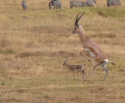 Male Grant's Gazelle playing with his fawn