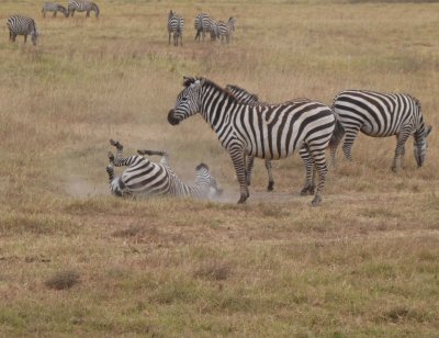 Zebras take turns rolling in dirt to get rid of parasites