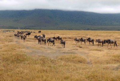 Wildebeests on the move