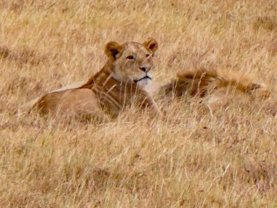A pair of lions in the grass