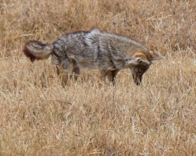 A jackal is sure there is something there to eat