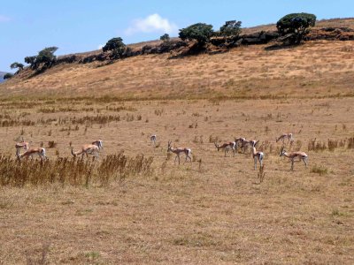 Grant's Gazelles are graceful animals