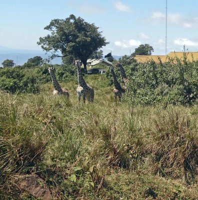 Giraffes live at the top of the crater, but none are in the crater