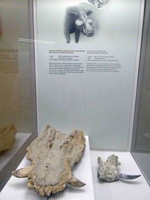 Fossil from 1.8 million years ago found in Olduvai Gorge