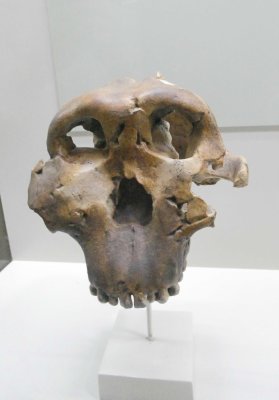 Olduvai hominid (1.84 million years old) discovered in 1959
