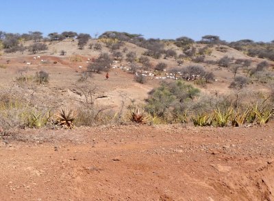 Maasai tribesman herding goats in Olduvai Gorge