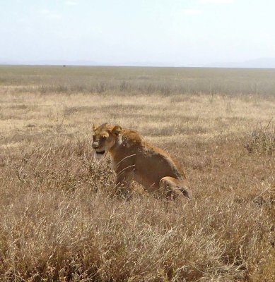 Lioness in Serengeti