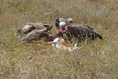 Vultures eating Thompson Gazelle