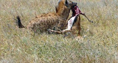 Hyena taking Gazelle from Vultures