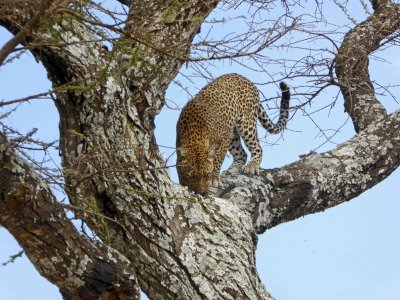 Finally found a Leopard to complete our search for the Big Five