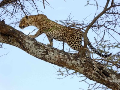 Leopard walking on a tree branch
