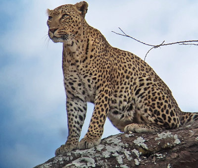 Leopard sitting on tree branch