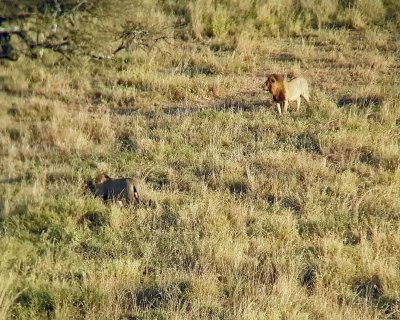 Lions in grassland spotted from our hot air balloon