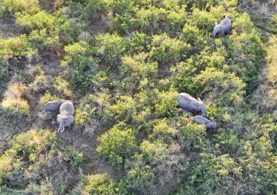 Elephants among the trees on the Serengeti