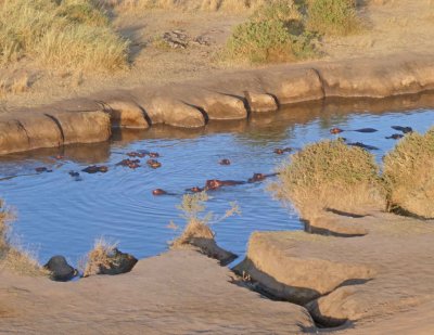 Hippos in small river on the Serengeti