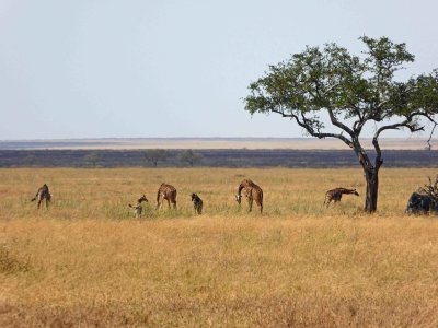 A tower of giraffes on the Serengeti