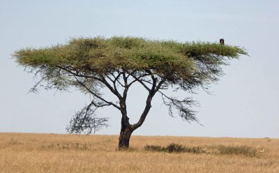 Lone vulture on Acacia tree