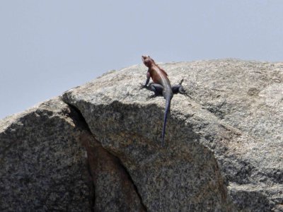 Red-headed Iguana on rock above cubs