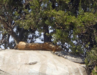 Mama lion sleeping under tree nearby cubs
