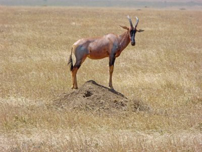 Hartebeest standing on mound to watch for predators