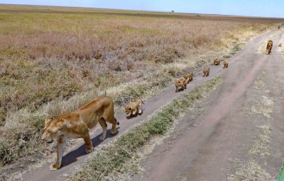 Cubs are starting to get organized