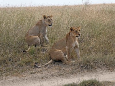 Standing guard beside the road