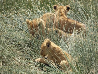 Cubs hiding in tall grass