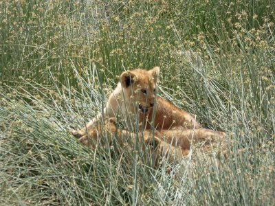 Cubs getting comfortable in the long grass near the water