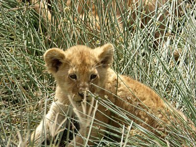 Last look at lion cub