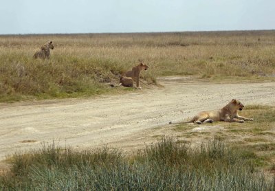 Lionesses keeping watch near the water hole