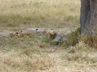 Lions sleeping under   a sausage tree